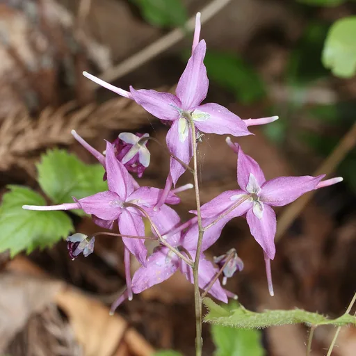 Epimedium (Herbe du Bouc)